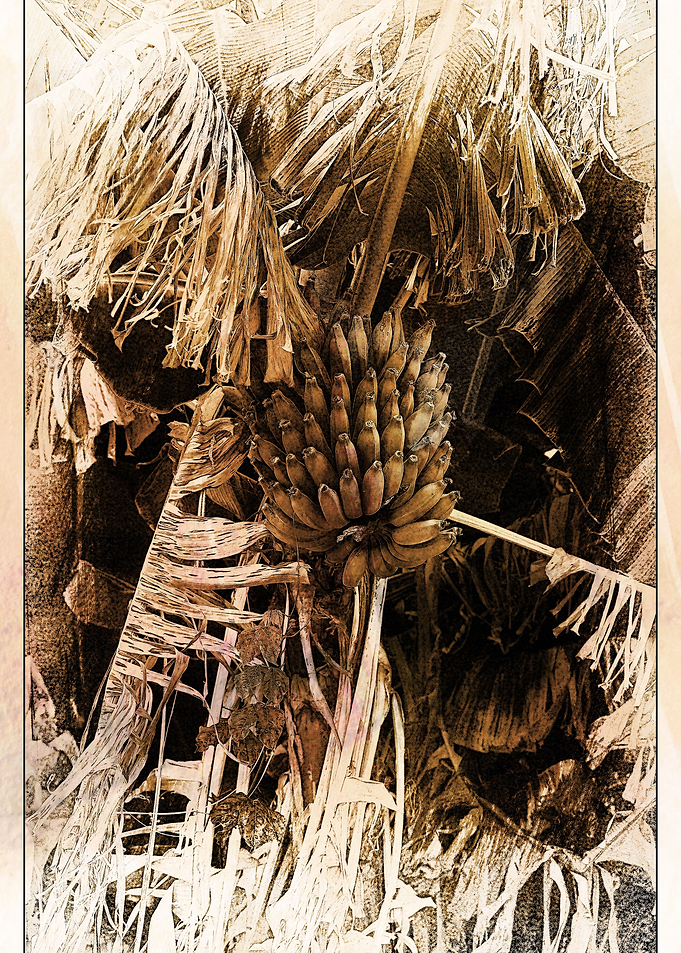 Banana Tree Poster