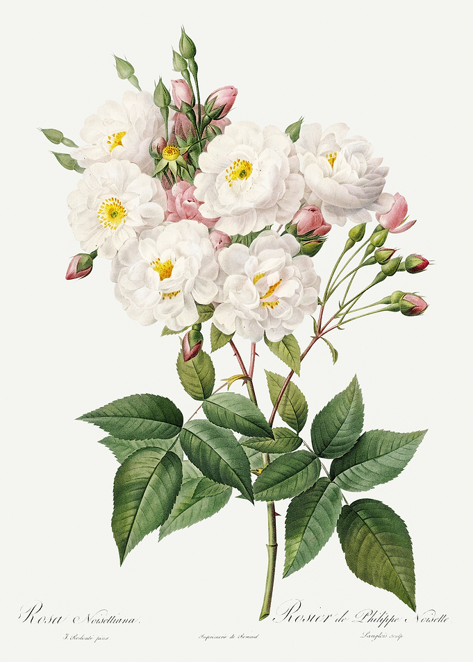 Les Roses 1824 HQ Original