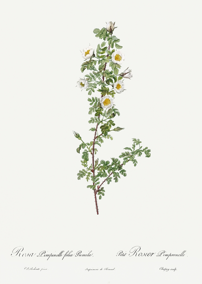 Les Roses 1824 HQ Original