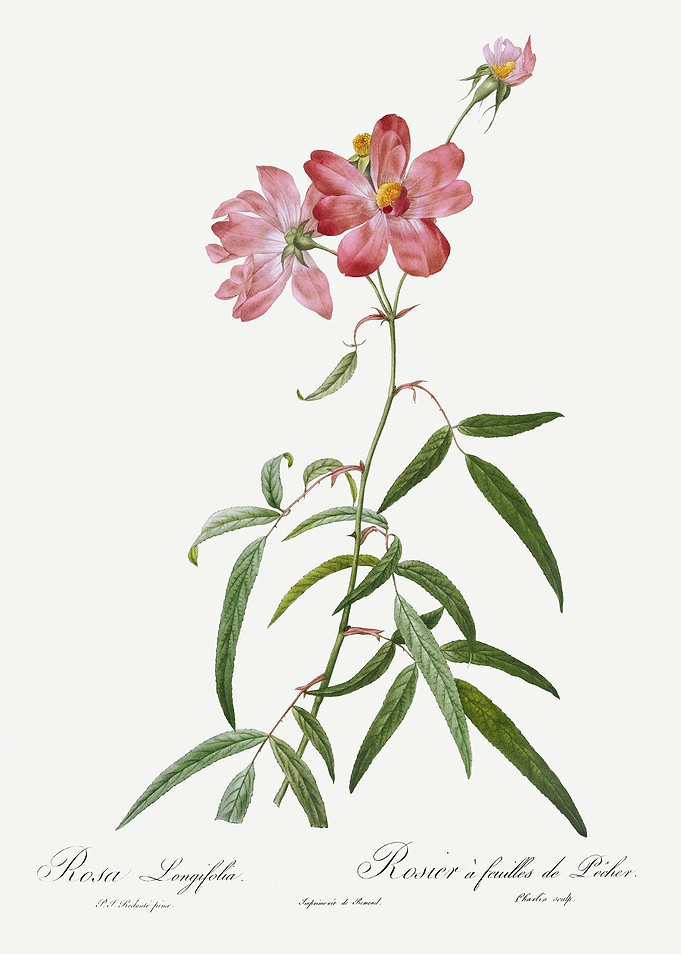Les Roses 1824 HQ Original