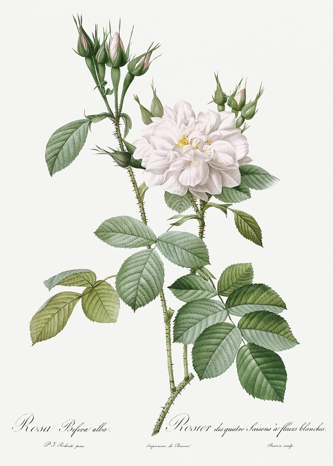 Les Roses 1824 HQ Original