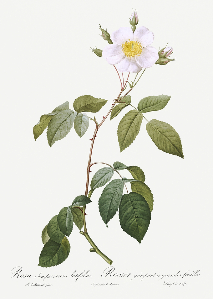 Les Roses 1824 HQ Original