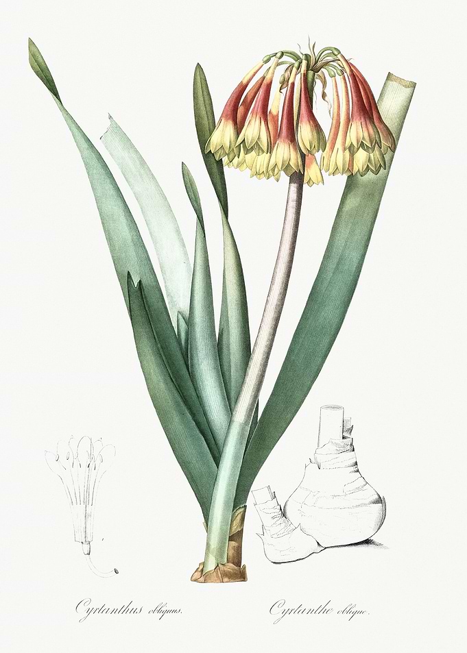 Knysna Lily Illustration F