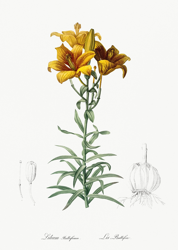 Fire Lily Illustration Fro