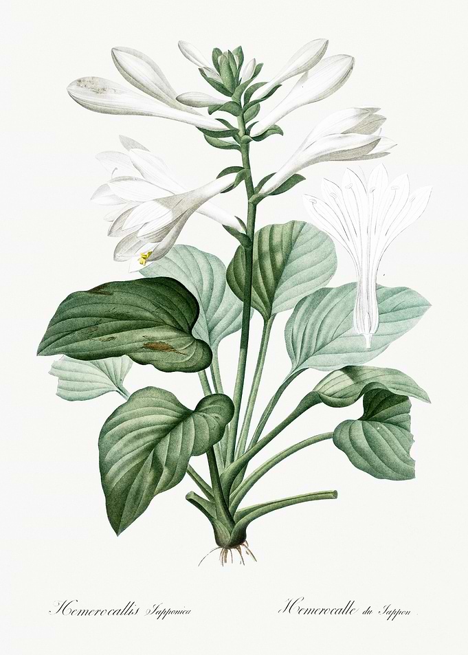 Daylily Illustration From