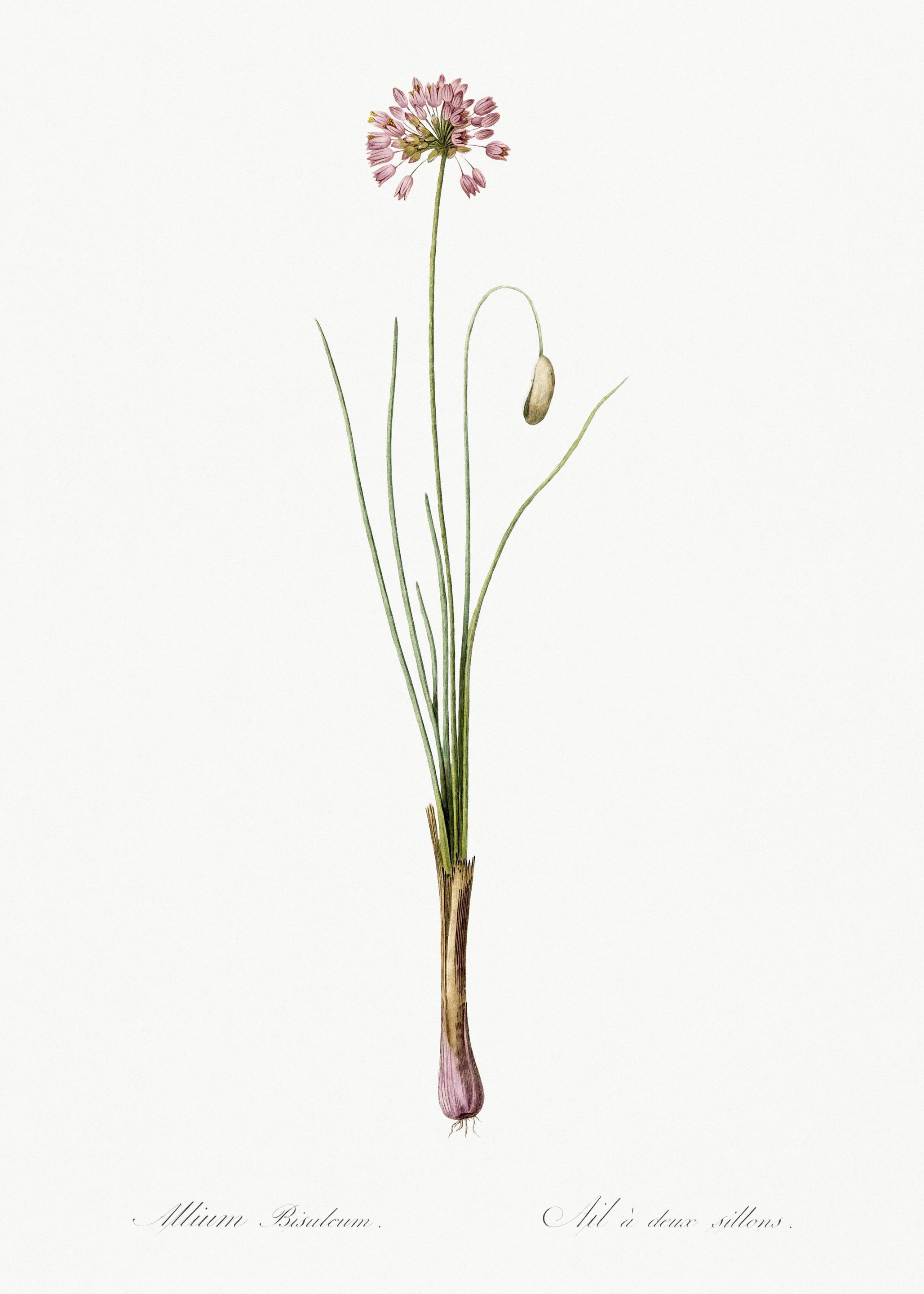 Autumn Onion Illustration