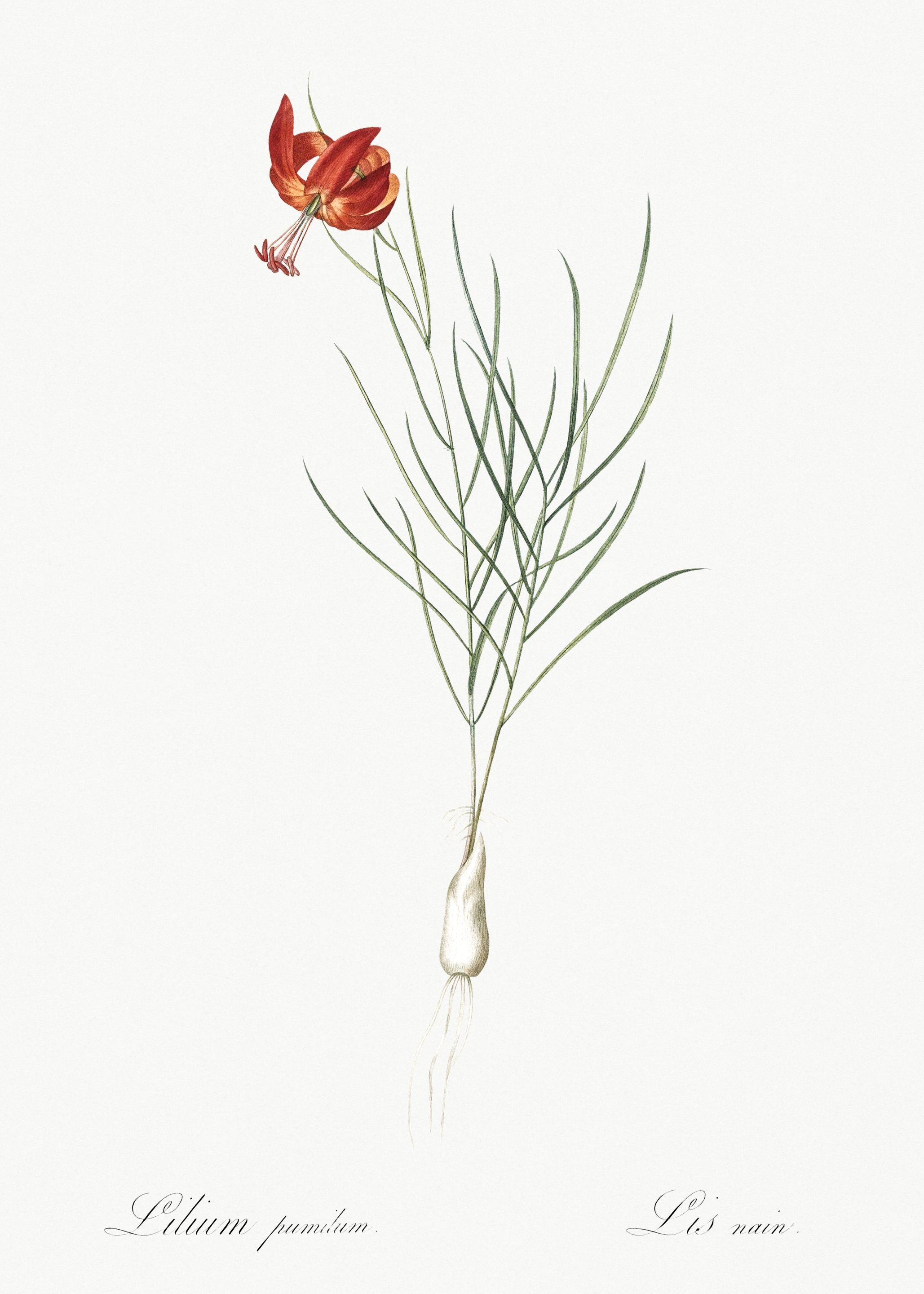 Coral Lily Illustration Fr