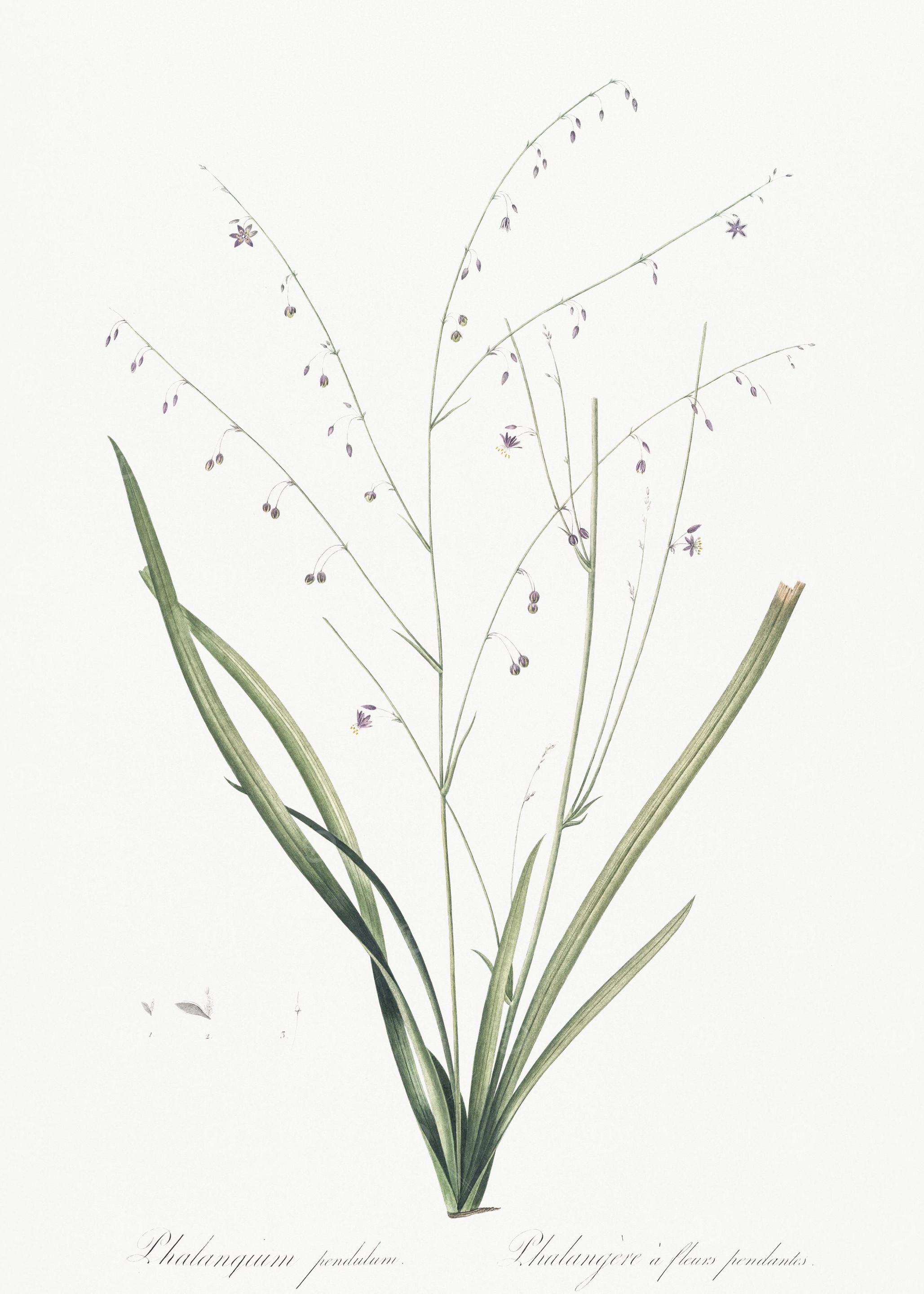 Pale Vanilla Lily Illustra