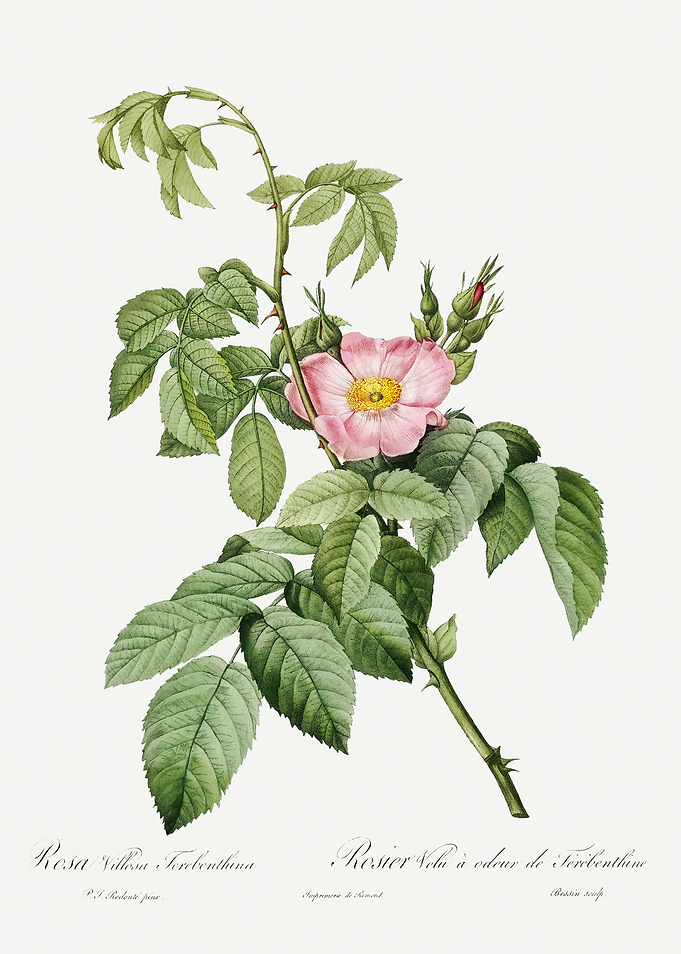 Les Roses 1824 HQ Original