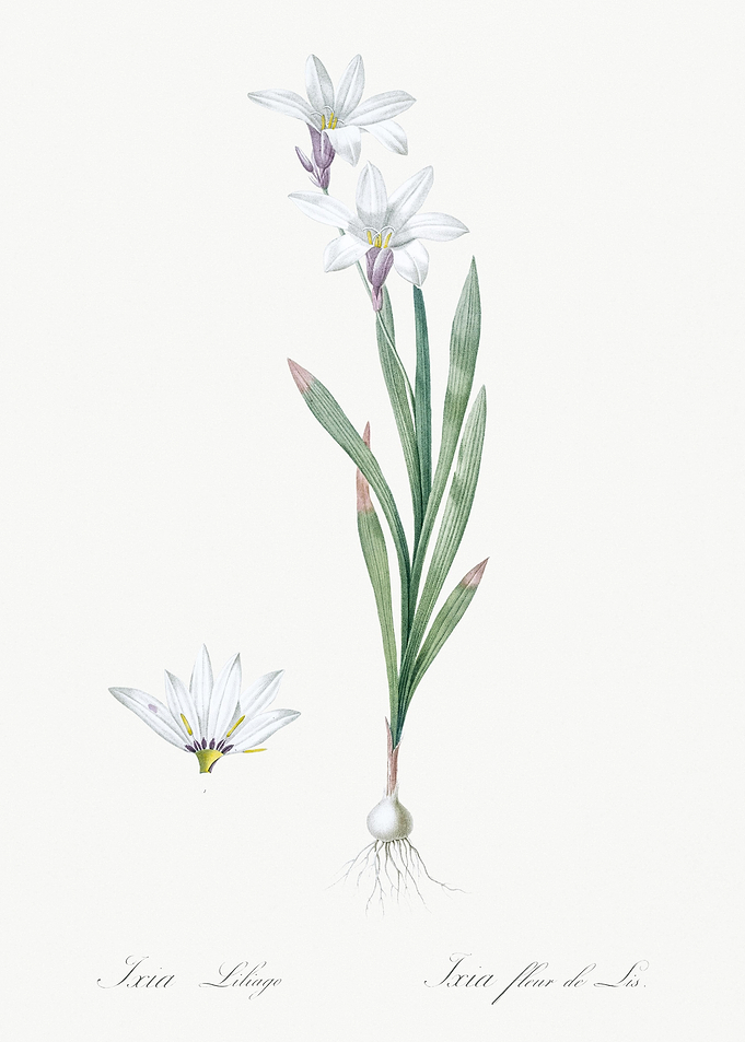 Ixia Liliago Illustration
