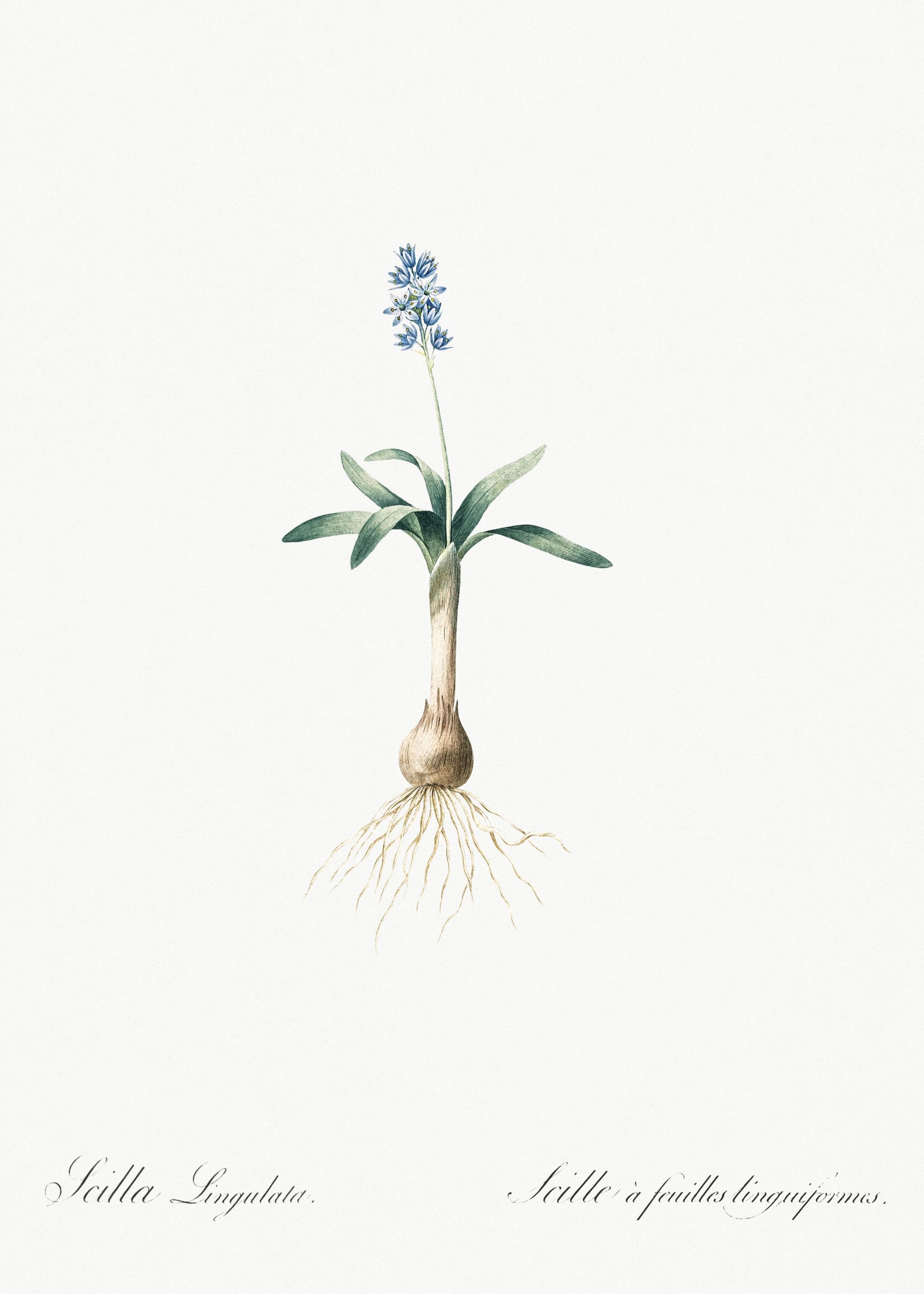 Scilla Lingulata Illustrat