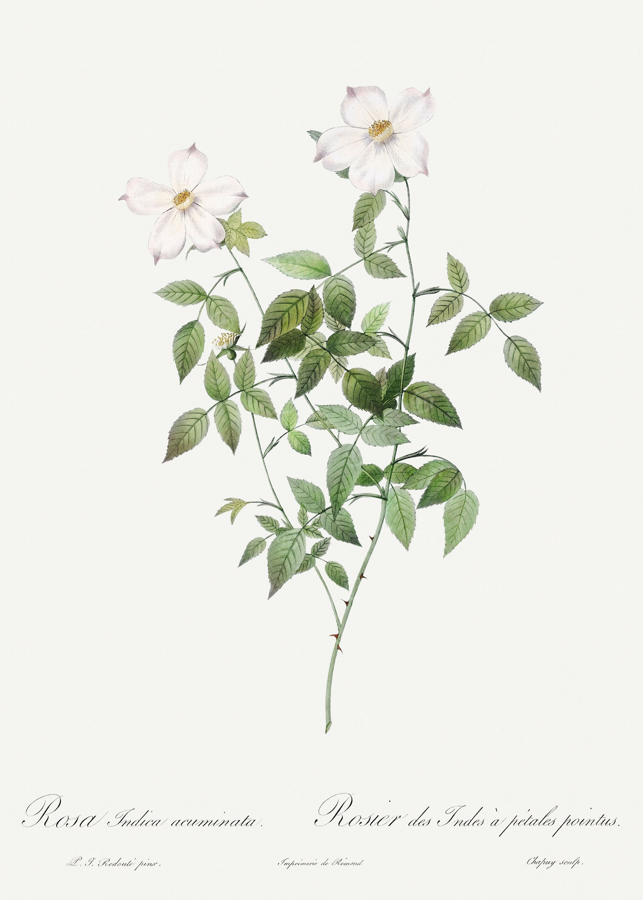 Les Roses 1824 HQ Original