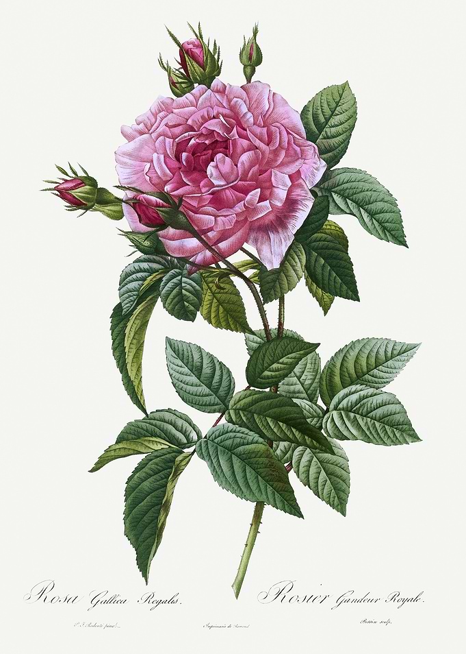Les Roses 1824 HQ Original