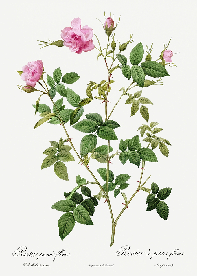 Les Roses 1824 HQ Original