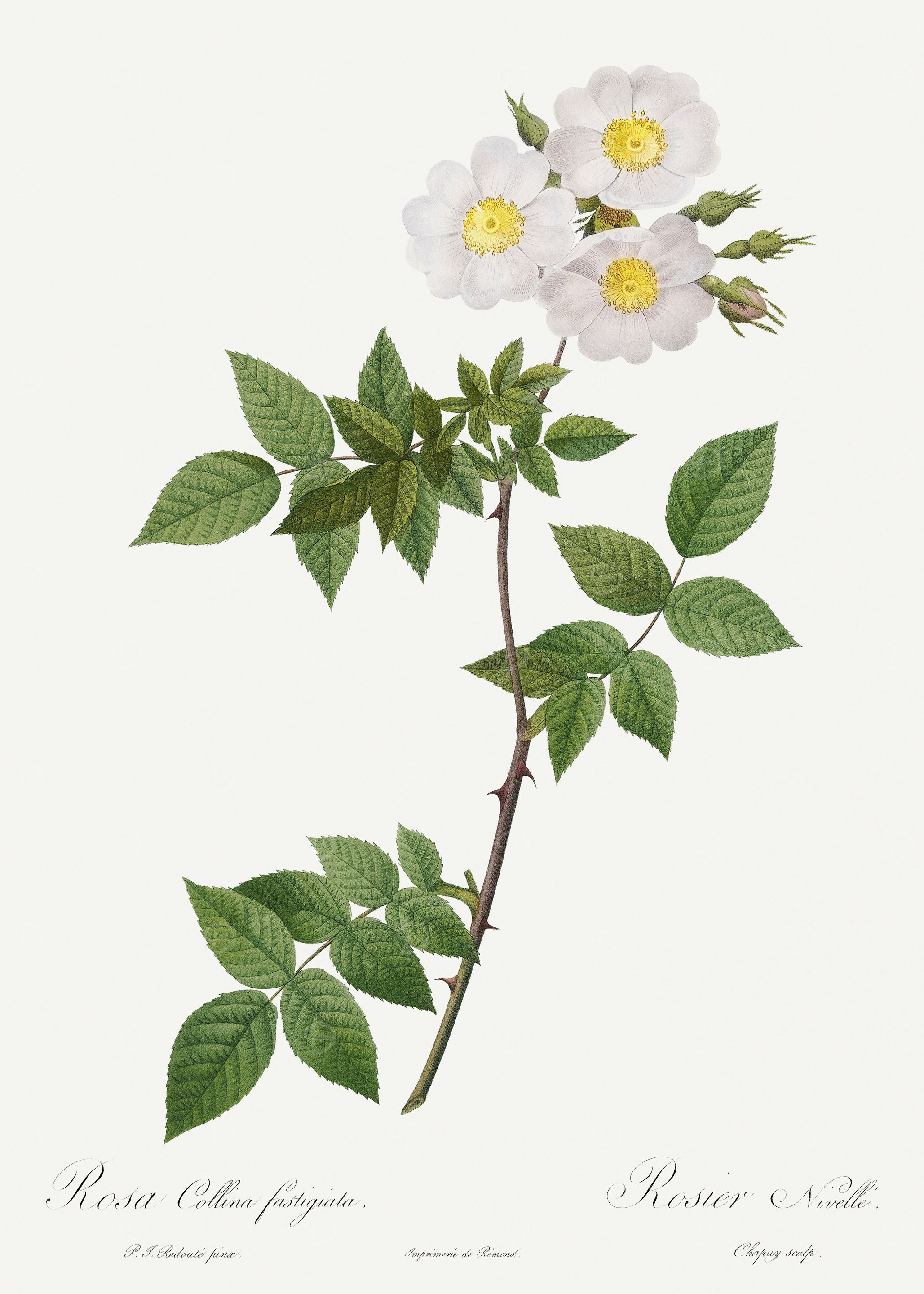 Les Roses 1824 HQ Original