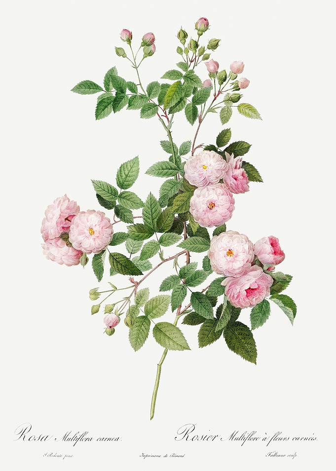 Les Roses 1824 HQ Original