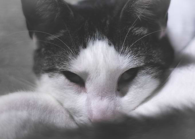 Chance of Sleep