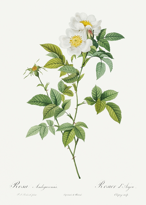 Les Roses 1824 HQ Original
