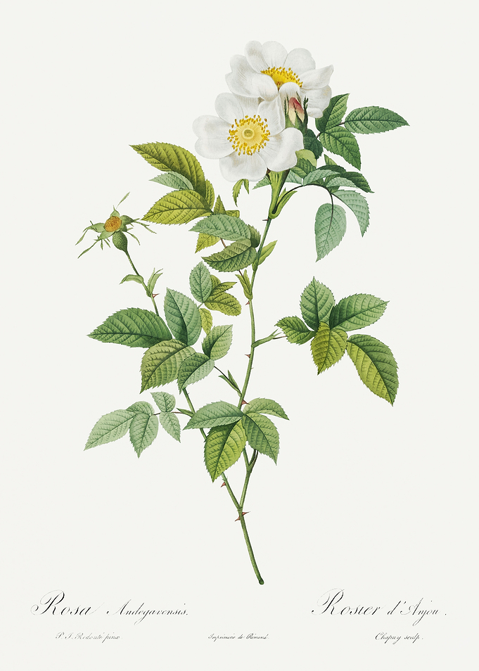 Les Roses 1824 HQ Original