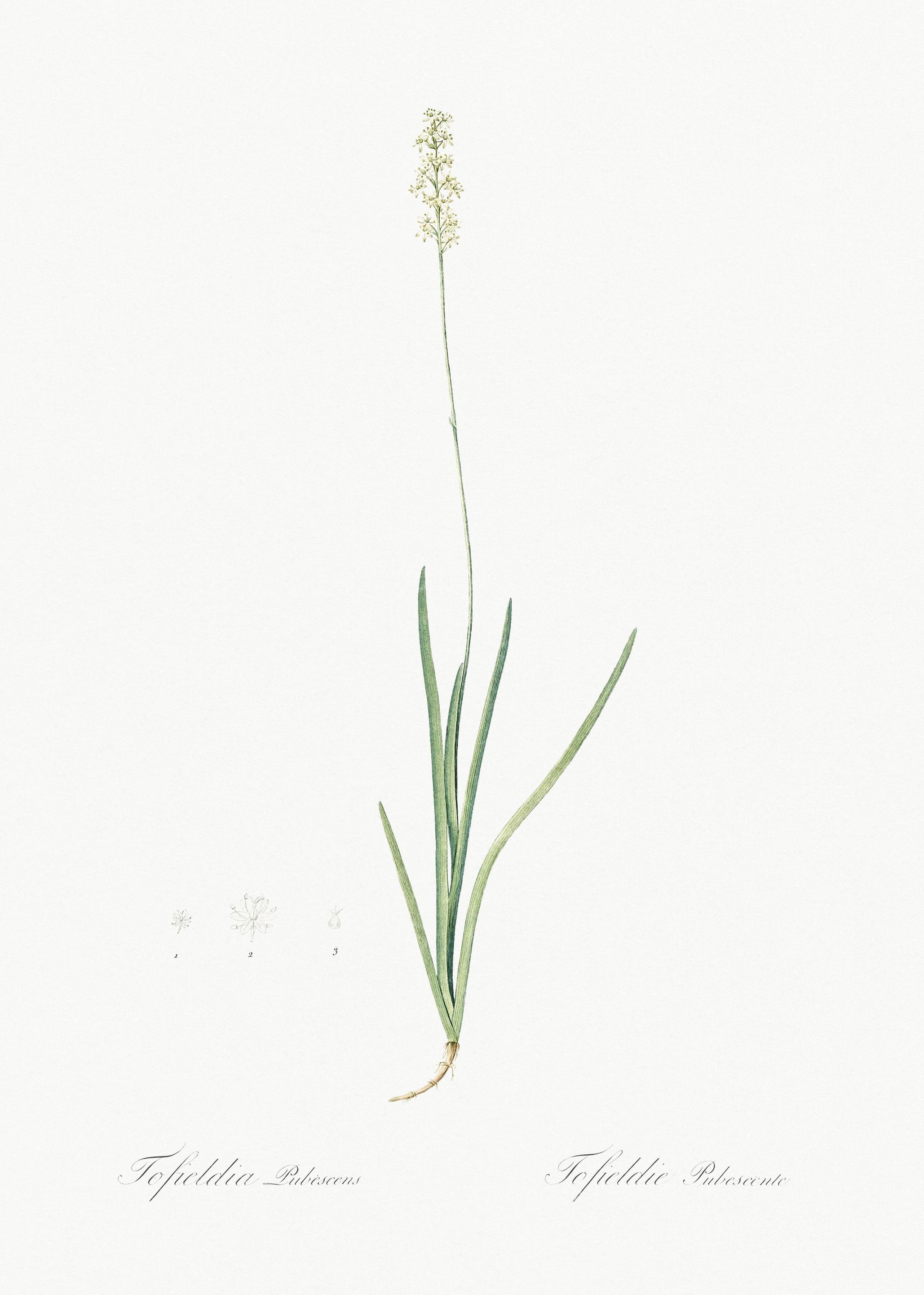 Tofield39S Asphodel Illust