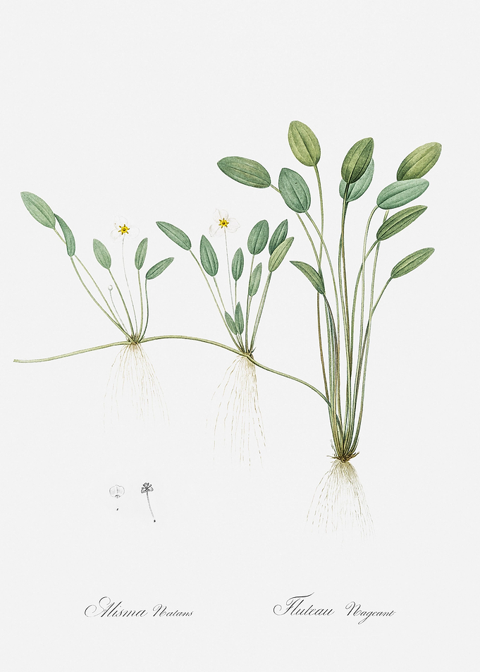 Floating WaterPlantain Ill