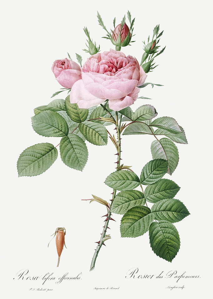 Les Roses 1824 HQ Original