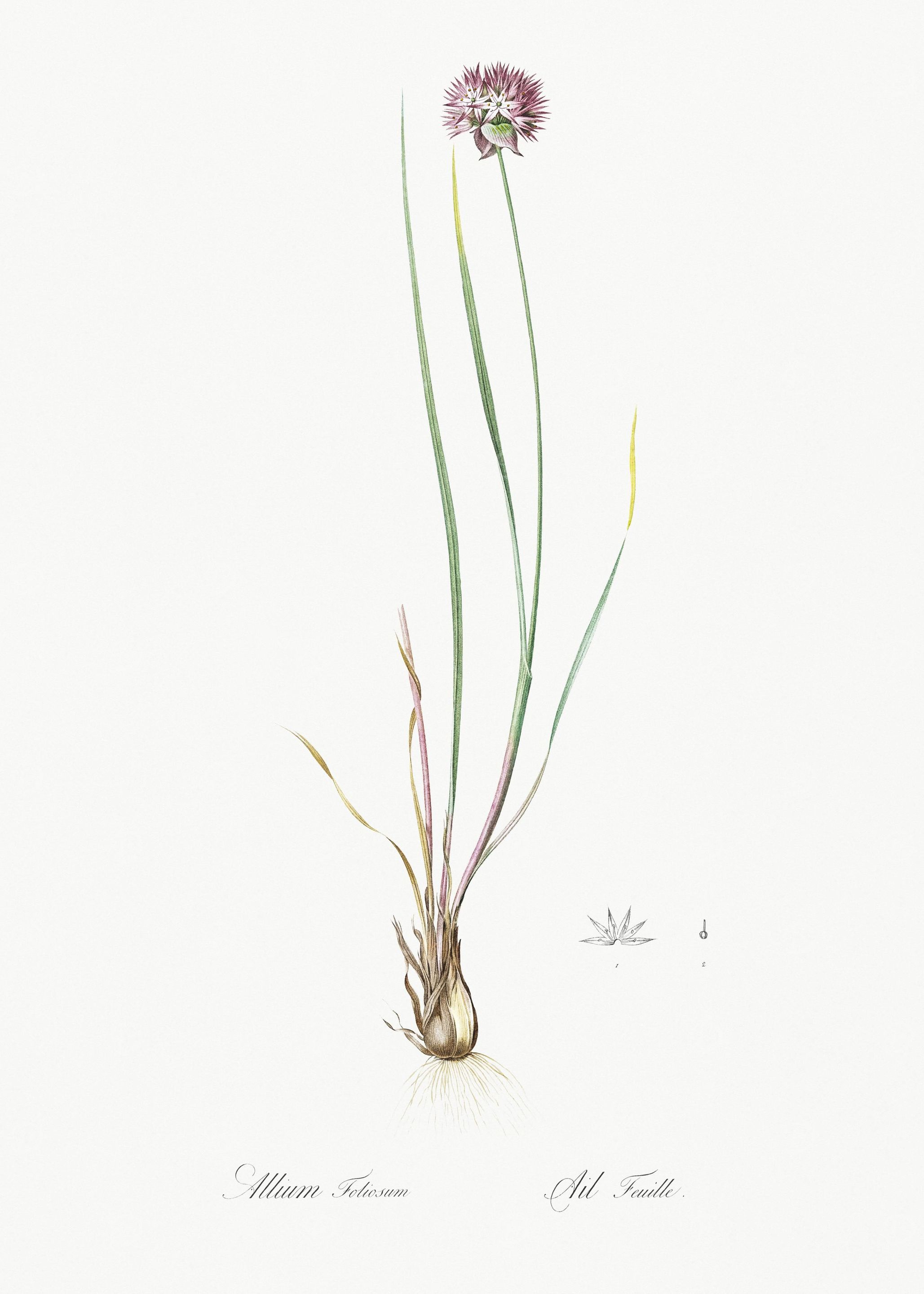 Allium Foliosum Illustrati
