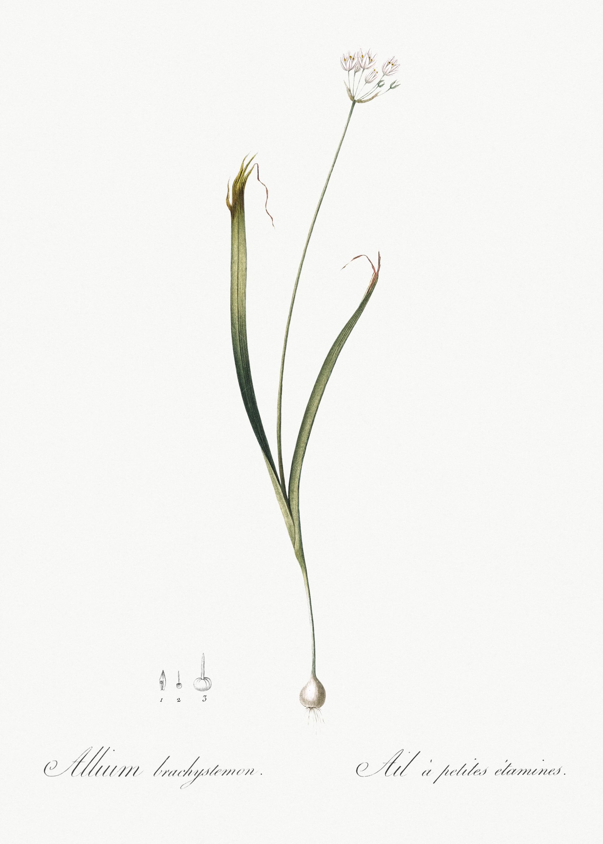 Hairy Garlic Illustration