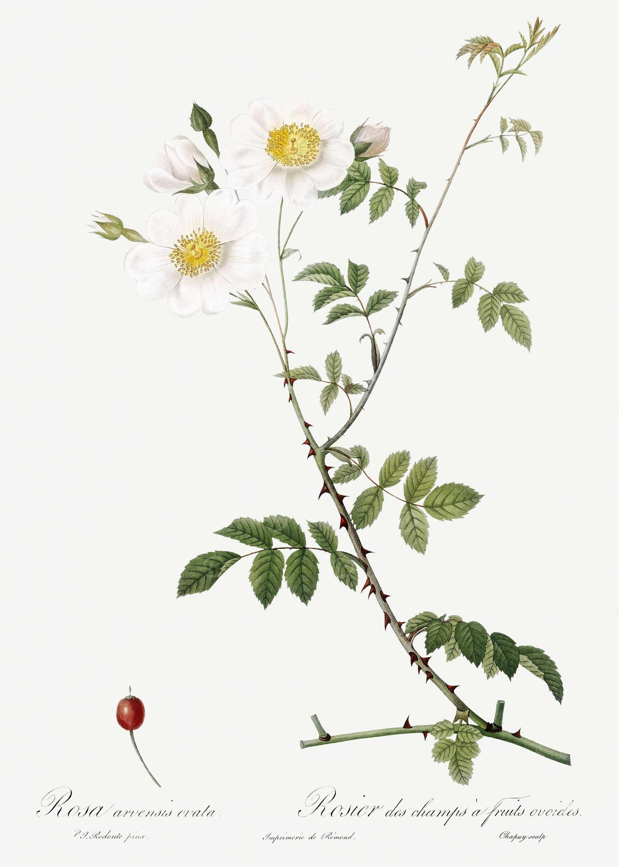 Les Roses 1824 HQ Original