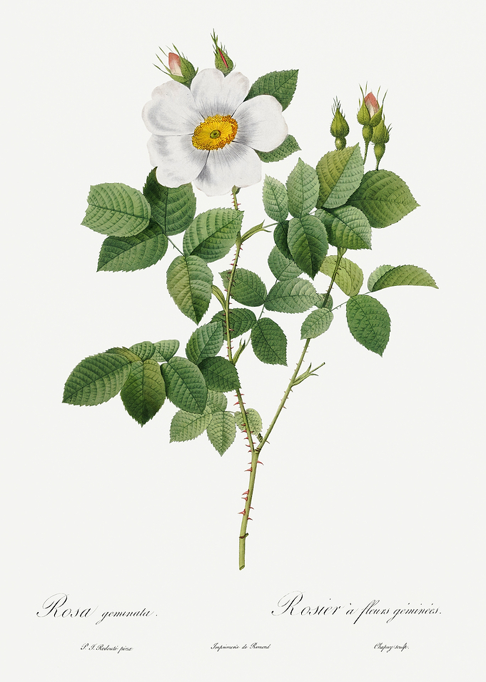 Les Roses 1824 HQ Original