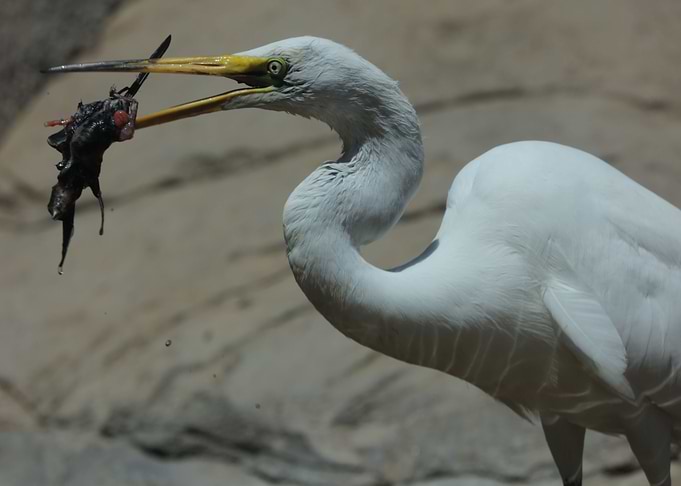 No Regret Egret