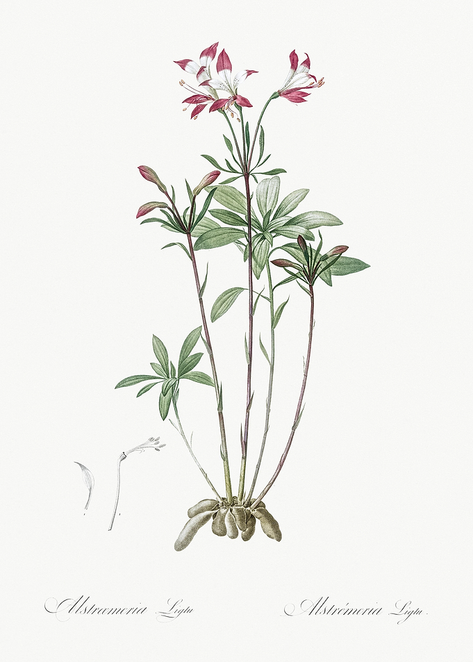 Lily Of The Incas Illustra