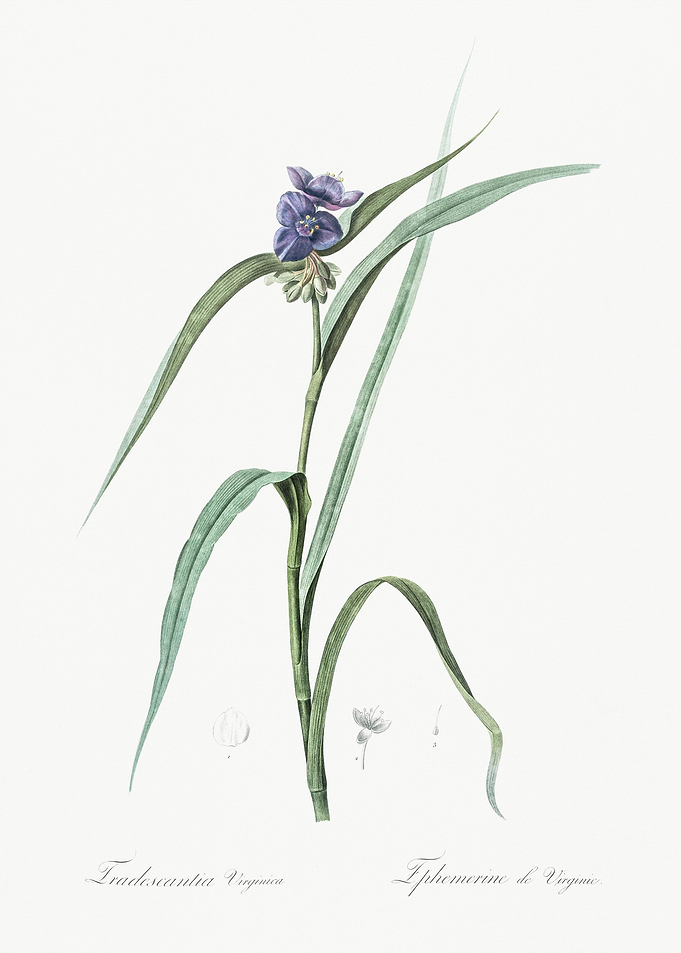 Virginia Spiderwort Illust