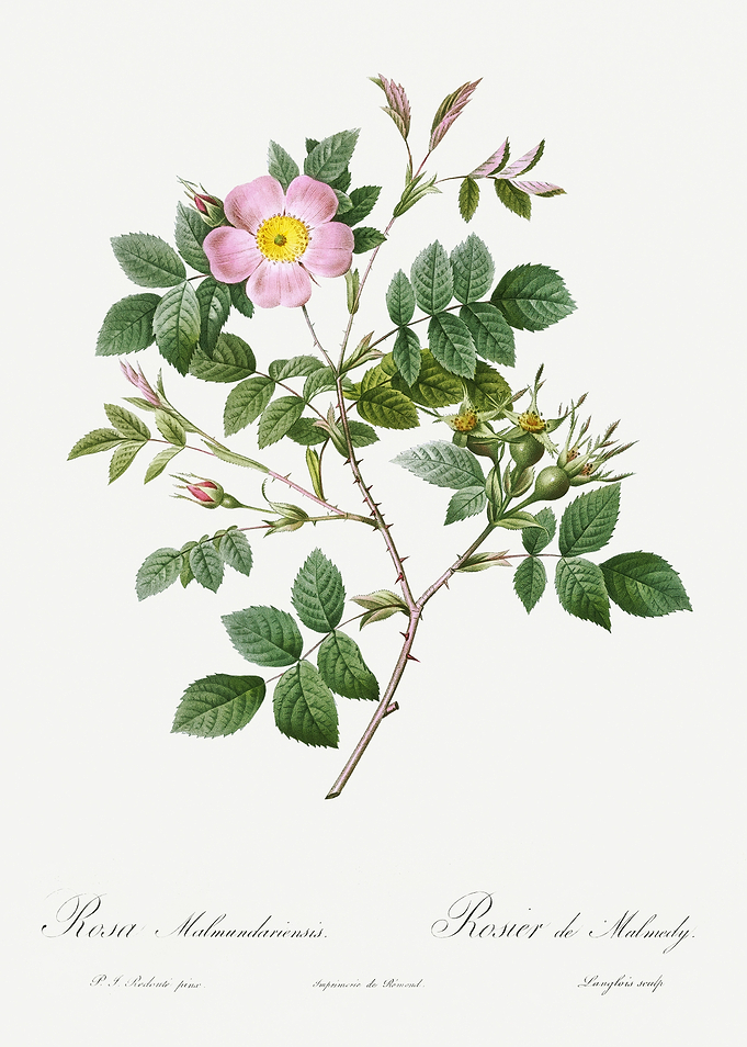 Les Roses 1824 HQ Original