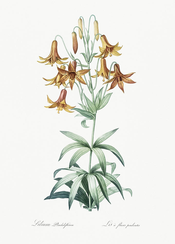 Canada Lily Illustration F