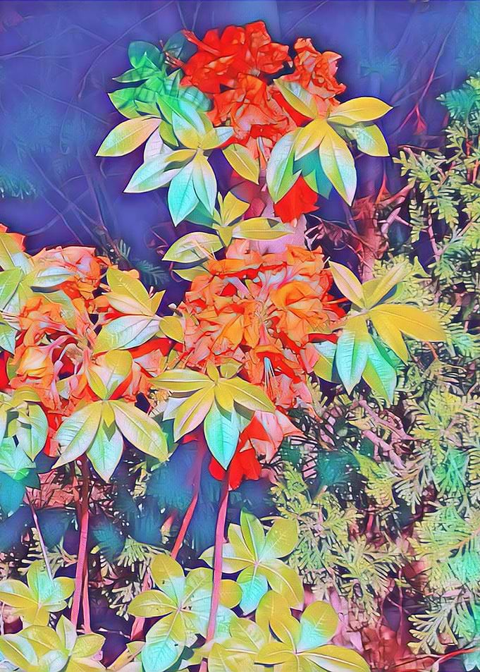 orange rhododendron
