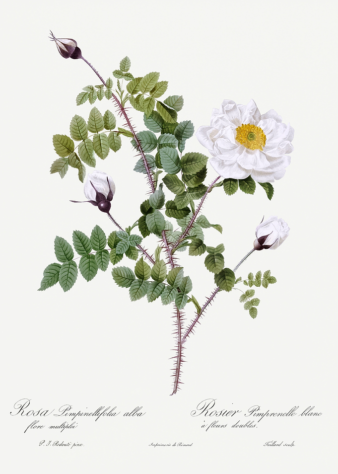 Les Roses 1824 HQ Original