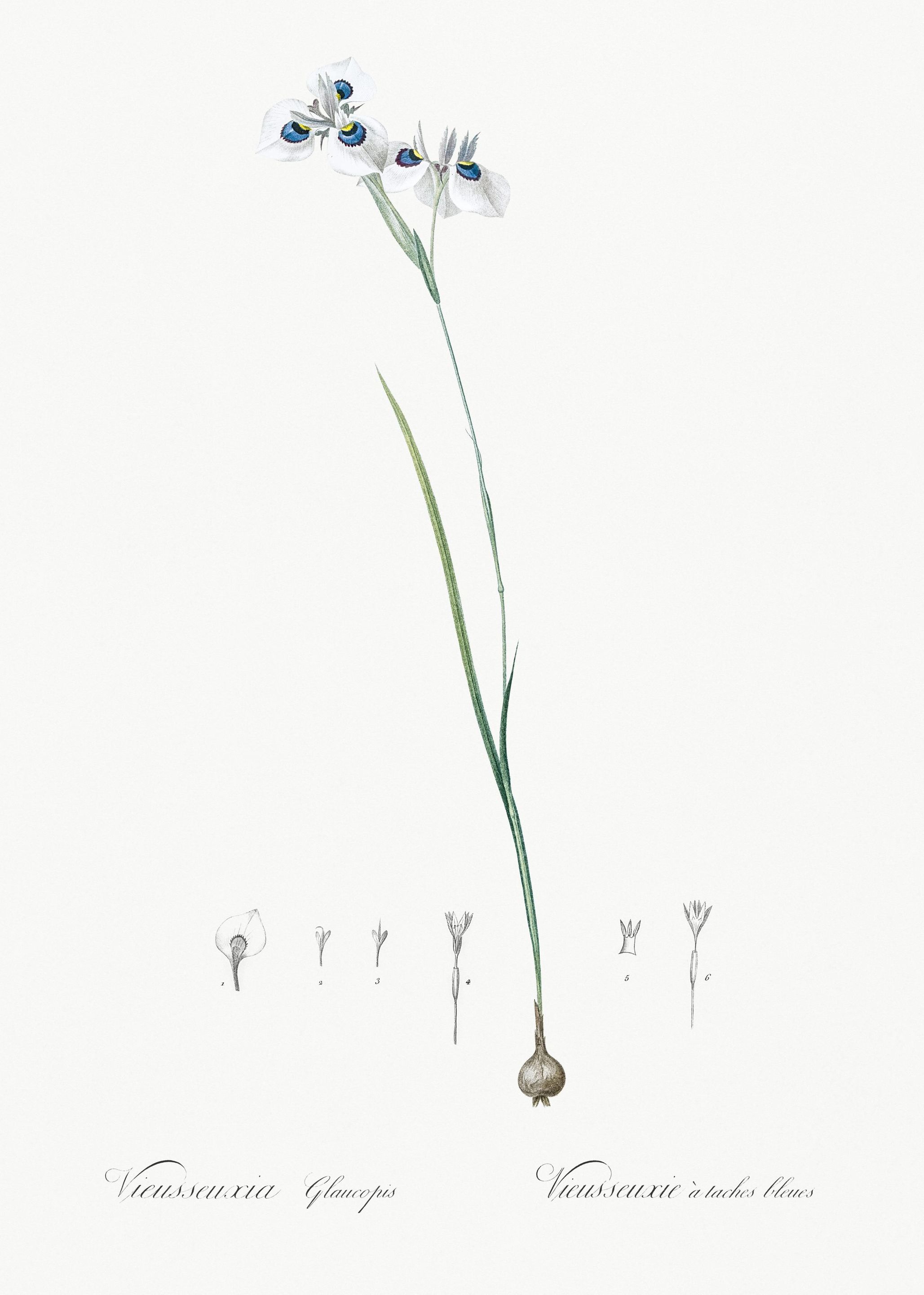 Vieusseuxia Glaucopis Illu