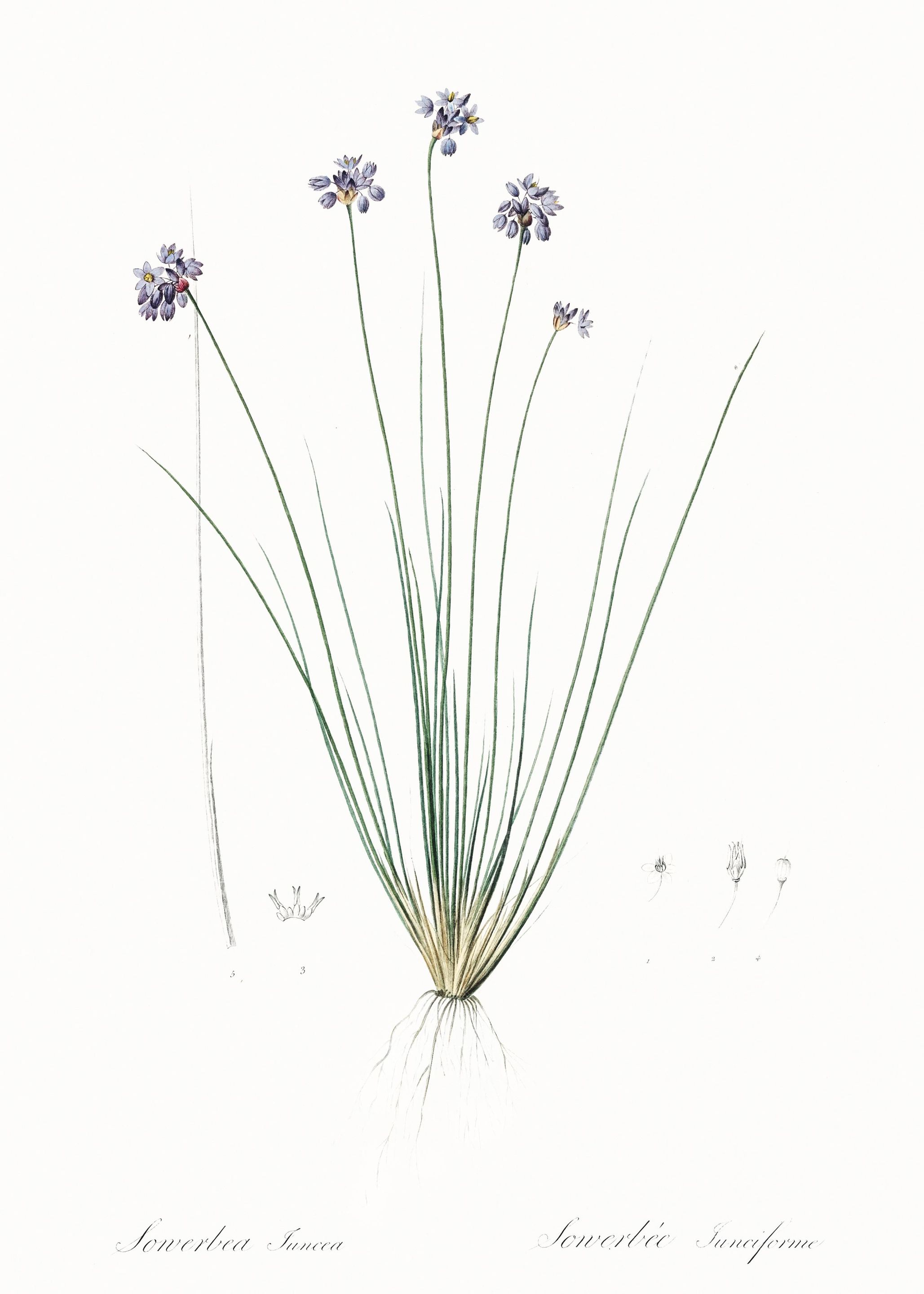 Vanilla Lily Illustration