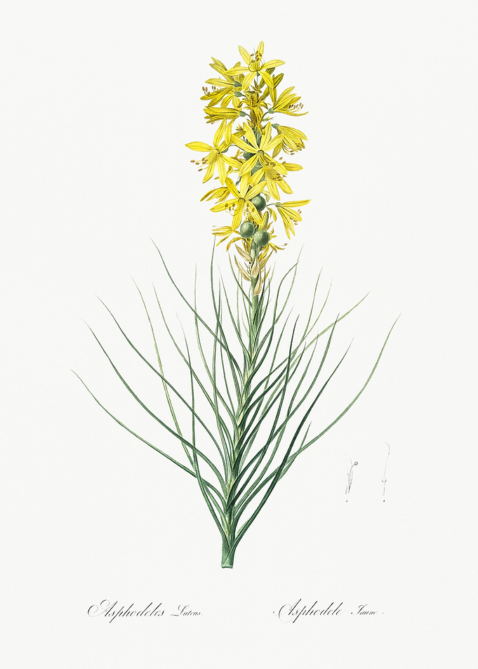 Yellow Asphodel Illustrati
