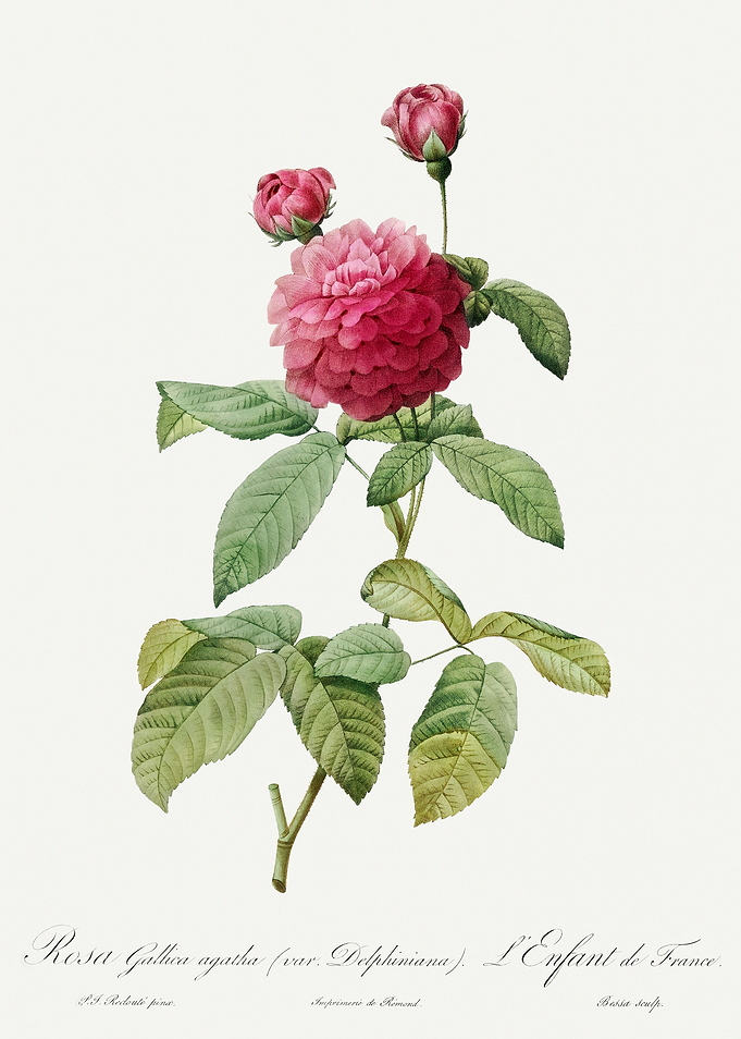 Les Roses 1824 HQ Original