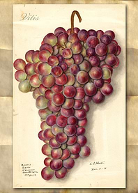 Vitis prapes watercolor