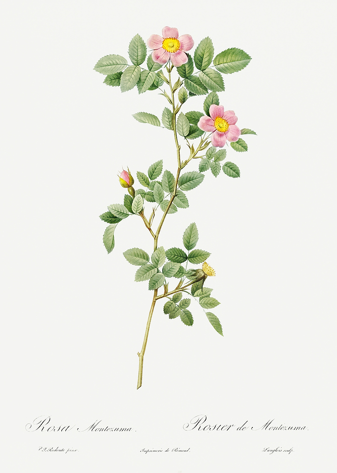 Les Roses 1824 HQ Original
