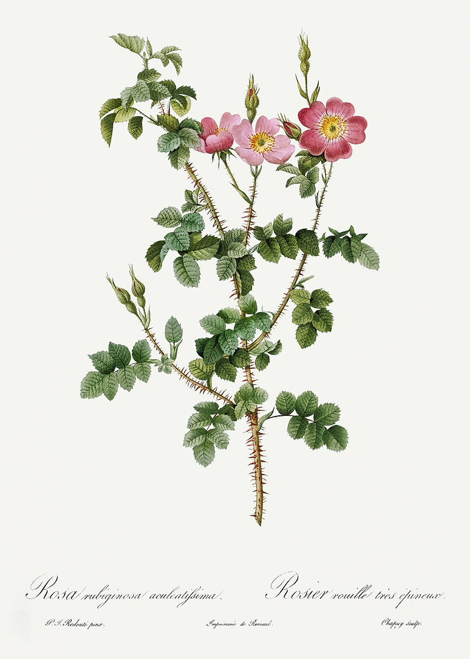 Les Roses 1824 HQ Original