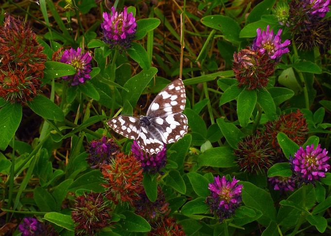 Butterfly evening