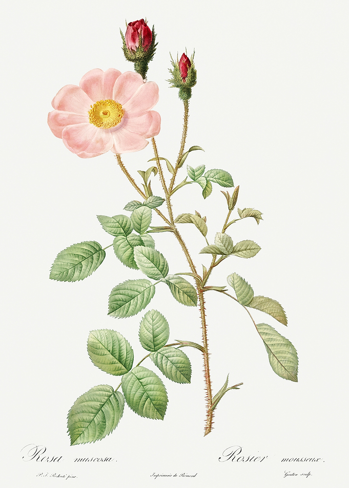 Les Roses 1824 HQ Original