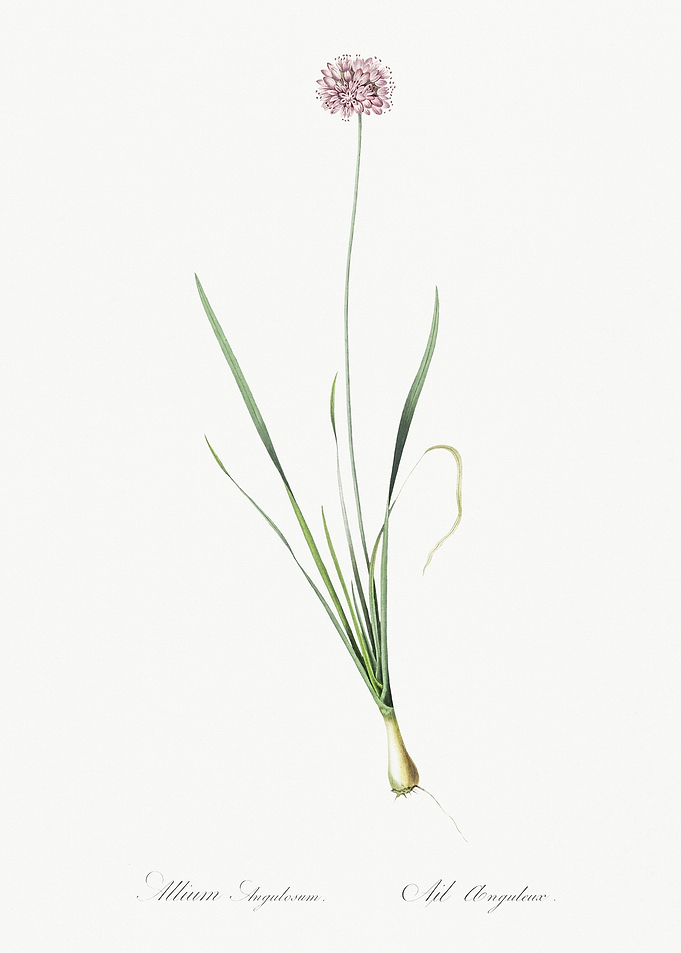Mouse Garlic Illustration