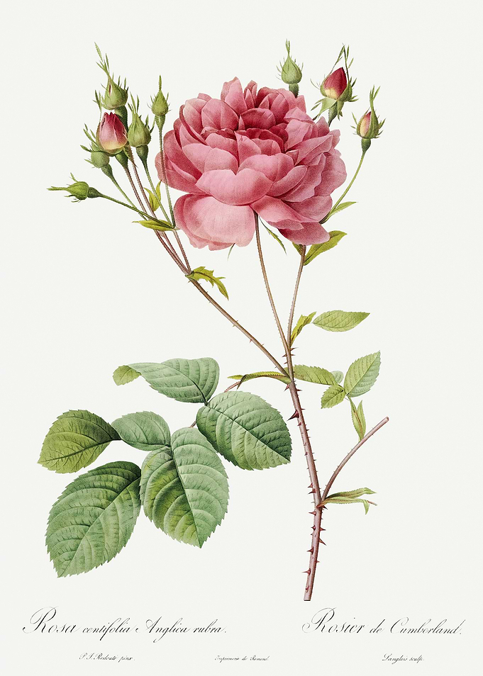 Les Roses 1824 HQ Original