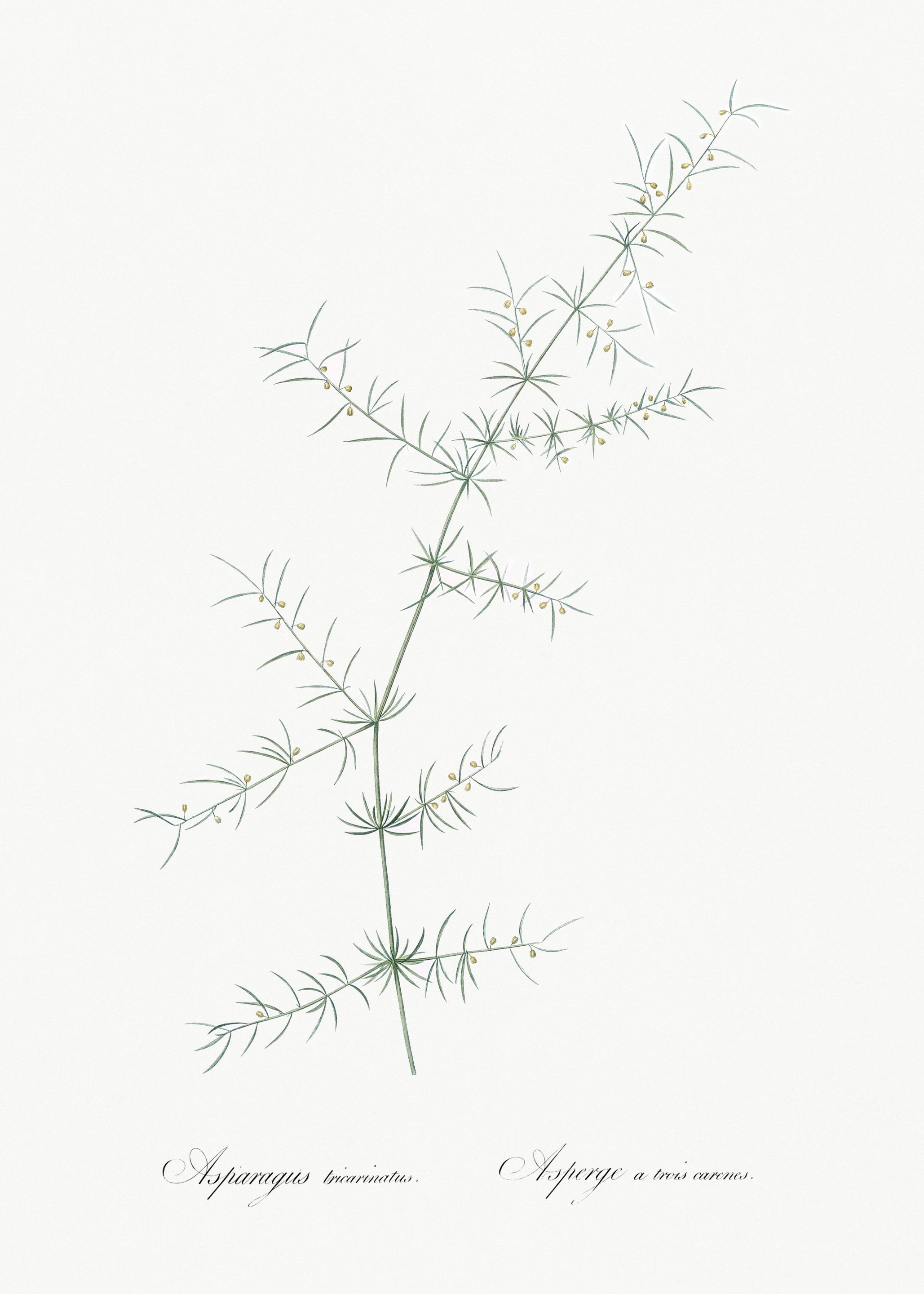 Climbing Asparagus Illustr
