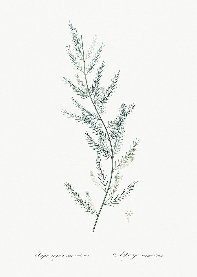 Asparagus Sarmentosus Illu